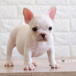เพศผู้สีขาวครีม รูปทรงสวย ตัวสั้น ขาสั้น ริงเกิลใหญ่ กระโหลกใหญ่ ดีกรีลูกไทยแชมป์ รับประกันไม่ผิดหวัง ,ทำวัคซีนถ่ายพยาธิเรียบร้อย ลูกสุนัขสุขภาพจิตดี สนใจติดต่อได้เลยค่ะ 0929918888