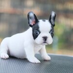 เพศเมีย สีขาวดำ ริงเกิลใหญ่ กะโหลกใหญ่ หน้าตาสวย รูปทรงสวย สายเลือดดีทั้งสาย นิสัยขี้อ้อน สุขภาพสมบูรณ์แข็งแรง สถานะพร้อมย้ายบ้านสนใจโทร 0929918888