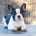 เพศเมีย สีขาวดำ ลายวัว หน้าย่น ริงเกิลใหญ่ กะโหลกใหญ่ รูปทรงสวย สายเลือดดีทั้งสาย นิสัยขี้อ้อน สุขภาพสมบูรณ์แข็งแรง สถานะพร้อมย้ายบ้านสนใจโทร 0929918888