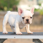 เพศผู้ สีครีมสว่าง เกรดโชว์ พิกเม้นสวย หน้าตาดี กะโหลกสวยได้รูป โครงสร้างสวยตามมาตราฐานสายพันธุ์ ดีกรีลูกไทยแชมป์ มีใบเพ็ดดีกรีครบถ้วน สุขภาพสมบูรณ์แข็งแรง (ของดีมีน้อย)