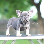 เพศผู้ สีบลูแทน สีพิเศษ หน้าใหญ่ กระดูกใหญ่ หัวโต สวยๆแบบนี้อย่ารอช้าค่ะ พร้อมย้ายบ้าน, ได้รับการฉีดวัคซีนรวมป้องกัน5โรค ,สุนัขร่างกายสมบูรณ์แข็งแรง สุขภาพจิตดีทุกตัว 092-9918888