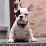 เด็กชายมาร์คกิ้งโจรสลัดเท่ห์ๆ อายุ2เดือน