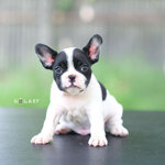 ตัวผู้สีขาวดำ มาร์คกิ้งหน้ากาก หุ่นสวย โครงสร้างดี สายเลือดดี โตไปรับประกันความสวย ดีกรีลูกแชมป์ , ได้รับการฉีดวัคซีนรวมป้องกัน5โรค , ถ่ายพยาธิตามกำหนด ก่อนการส่งมอบ ,สุนัขร่างกายสมบูรณ์แข็งแรง สุขภาพจิตดีทุกตัว 092-9918888