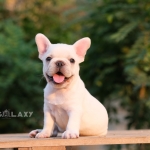 เด็กชาย สีครีม ขนครีมเนียนสวย พิกเม้นต์สีครีมดี สายเลือดแชมป์เปี้ยน ใครกำลังมองหาตัวผู้เกรดสวยพลาดไม่ได้ค่า