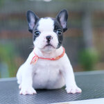 เพศผู้สีขาวดำ ลายวัว กะโหลกใหญ่ รูปทรงสวย สายเลือดดีทั้งสาย นิสัยขี้อ้อน สุขภาพสมบูรณ์แข็งแรง สถานะพร้อมย้ายบ้านสนใจโทร 0929918888