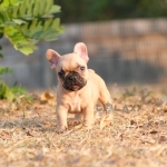 ตัวผู้ สีฟร้อนต์ หน้าดำมีเอกลักษณ์ นิสัยขี้อ้อน สายเลือดแชมป์ สนใจติดต่อได้ค่ะ