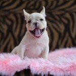 หนุ่มน้อย สีครีม เกรดสวย ตัวสั้นน่ารัก ร่าเริงมากๆ มีใบเพ็ดดีกรีรับรองสายพันธุ์จากสมาคมสุนัข , ได้รับการฉีดวัคซีนรวมป้องกัน5โรค , ถ่ายพยาธิตามกำหนด ก่อนการส่งมอบ , มีบริการส่งน้องต่างจังหวัด , สุนัขร่างกายสมบูรณ์แข็งแรง สุขภาพจิตดีทุกตัว 092-991-8888