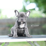 ตัวผู้ สีบลู สีพิเศษ หน้าตาน่ารัก เป็นสีบลูโทนสว่าง สุขภาพบูรณ์แข็งแรง พร้อมย้ายบ้านค่ะ, ได้รับการฉีดวัคซีนรวมป้องกัน5โรค ,สุนัขร่างกายสมบูรณ์แข็งแรง สุขภาพจิตดีทุกตัว 092-9918888