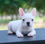 สาวน้อย สีขาวล้วน ขี้อ้อนยิ้มเก่ง มีใบเพ็ดดีกรี