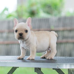 ตัวผู้สีครีม สายเลือดแชมป์ หน้าตาดี รูปทรงสวย หน้าตาแบ๋วๆ ใครอยากได้ตัวสั้นๆ ทรงดีๆ พลาดไม่ได้ค่ะ, ได้รับการฉีดวัคซีนรวมป้องกัน5โรค ,สุนัขร่างกายสมบูรณ์แข็งแรง สุขภาพจิตดีทุกตัว 092-9918888