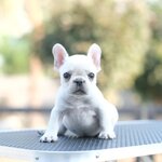 สาวน้อย สีครีมสว่าง เกรดสวย หน้าสั้น ตัวสั้น มีใบเพ็ดดีกรีรับรองสายพันธุ์จากสมาคมสุนัข , ได้รับการฉีดวัคซีนรวมป้องกัน5โรค , ถ่ายพยาธิตามกำหนด ก่อนการส่งมอบ , มีบริการส่งน้องต่างจังหวัด , สุนัขร่างกายสมบูรณ์แข็งแรง สุขภาพจิตดีทุกตัว