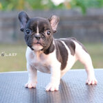 เพศผู้ สีขาวดำลายวัว นิสัยขี้อ้อน สายเลือดดี รูปทรงสวย , ได้รับการฉีดวัคซีนรวมป้องกัน5โรค ,สุนัขร่างกายสมบูรณ์แข็งแรง สุขภาพจิตดีทุกตัว 092-9918888