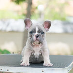 Rare!! สาวน้อยสีบลูฟ้อน สีพิเศษที่เกิดขึ้นยาก สวยโดดเด่นสะดุดตา มีดวงตาสีฟ้า หน้าตาน่ารัก ย่นๆยับๆ ได้รับการฉีดวัคซีนรวมป้องกัน5โรค , ถ่ายพยาธิตามกำหนด ก่อนการส่งมอบ , มีบริการส่งน้องต่างจังหวัด , สุนัขร่างกายสมบูรณ์แข็งแรง สุขภาพจิตดีทุกตัว092-991-8888