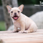 น้อง Toby เด็กชายสีครีม หน้าสวย โครงสร้างดี ยิ้มเก่ง นิสัยขี้อ้อน ทำวัคซีนเรียบร้อยสถานะพร้อมย้ายบ้าน