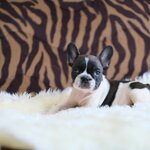 เด็กหญิงบาร์บี้ สาวน้อยสีขาวดำที่น่ารักและแสนรู้สุดๆ , ได้รับการฉีดวัคซีนรวมป้องกัน5โรค , ถ่ายพยาธิตามกำหนด ก่อนการส่งมอบ , มีบริการส่งน้องต่างจังหวัด , สุนัขร่างกายสมบูรณ์แข็งแรง สุขภาพจิตดีทุกตัว092-991-8888