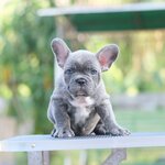 ตัวผู้สีบลูลายเสือ (ตาสีฟ้า) อกขาว หน้าใหญ่ หุ่นหนาๆ แน่นๆ ใครอยากได้ลูกหมาที่ลักษณะเหมือนลูกหมี ห้ามพลาดค่า, ได้รับการฉีดวัคซีนรวมป้องกัน5โรค ,สุนัขร่างกายสมบูรณ์แข็งแรง สุขภาพจิตดีทุกตัว 092-9918888