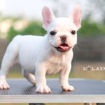 เพศเมีย สีขาวครีม ดีกรีลูกไทยแชมป์ รูปทรงสวย ฉลาดสอนง่าย สายเลือดไว้ใจได้ ,โตมาสวยแน่นอน , ได้รับการฉีดวัคซีนรวมป้องกัน5โรค ,สุนัขร่างกายสมบูรณ์แข็งแรง สุขภาพจิตดีทุกตัว 092-9918888