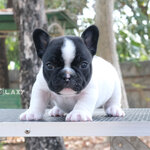 เพศผู้ สีขาวดำลายวัว หน้าแบนๆ ตัวสั้น หุ่นเตี้ยตัน โตไปตัวไม่ใหญ่ นิสัยขี้อ้อน สายเลือดดี รูปทรงสวย , ได้รับการฉีดวัคซีนรวมป้องกัน5โรค ,สุนัขร่างกายสมบูรณ์แข็งแรง สุขภาพจิตดีทุกตัว 092-9918888