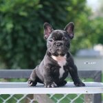 เด็กชายวาก้า สีดำลายเสือ เกรดสวย หน้าใหญ่ ริงเกิลสวย หัวโตๆ ดีกรีลูกไทยแลนด์แชมป์ ทำวัคซีนถ่ายพยาธิเรียบร้อย สนใจติดต่อได้เลยค่ะ