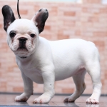 เฟรนช์บูลด็อก เพศเมีย หุ่นสวยๆ โครงสร้างเยี่ยม