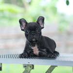 ตัวผู้ สีดำลายเสือ หน้าตาน่ารัก สายเลือดดี สุขภาพสมบูรณ์แข็งแรง สถานะพร้อมย้ายบ้าน, ได้รับการฉีดวัคซีนรวมป้องกัน5โรค ,สุนัขร่างกายสมบูรณ์แข็งแรง สุขภาพจิตดีทุกตัว 092-9918888