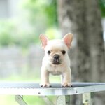 เด็กชาย สีครีม หน้าตาน่ารัก ตัวกลมๆขาสั้นๆ นิสัยขี้อ้อน ใครได้ไปเลี้ยงใจละลายแน่นอนค่า, ได้รับการฉีดวัคซีนรวมป้องกัน5โรค , ถ่ายพยาธิตามกำหนด ก่อนการส่งมอบ , มีบริการส่งน้องต่างจังหวัด , สุนัขร่างกายสมบูรณ์แข็งแรง สุขภาพจิตดีทุกตัว 092-991-8888