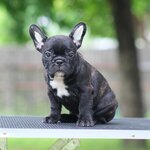 ตัวผู้สีดำลายเสือ หน้าสวย หุ่นดี ร่างกายสมบูรณ์แข็งแรง และจิตประสาทดี สอนง่าย และมีนิสัยขี้อ้อน, ได้รับการฉีดวัคซีนรวมป้องกัน5โรค ,สุนัขร่างกายสมบูรณ์แข็งแรง สุขภาพจิตดีทุกตัว 092-9918888