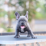 หนุ่มน้อยสีบลู หุ่นสวยโครงสร้างดี ริงเกิลใหญ่ สีเนียนสวย, ได้รับการฉีดวัคซีนรวมป้องกัน5โรค , ถ่ายพยาธิตามกำหนด ก่อนการส่งมอบ , มีบริการส่งน้องต่างจังหวัด , สุนัขร่างกายสมบูรณ์แข็งแรง สุขภาพจิตดีทุกตัว