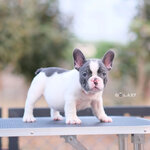 เด็กชายสีบลูพาย(ขาวเทา) ตาสีฟ้า หน้าใหญ่ หัวโต หุ่นเตี้ยตัน ใครได้ไปเดินจูงเด่นเป็นสง่าแน่นอนค่ะ , ได้รับการฉีดวัคซีนรวมป้องกัน5โรค , ถ่ายพยาธิตามกำหนด ก่อนการส่งมอบ , มีบริการส่งน้องต่างจังหวัด , สุนัขร่างกายสมบูรณ์แข็งแรง สุขภาพจิตดีทุกตัว 092-991-8888