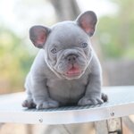 ตัวเมีย สีไลแลค สีพิเศษ ลำตัวเป็นสีเทาสว่างเฉดไปทางสีเงิน นัยต์ตาสีฟ้า สีนี้สวยเด่นเห็นแต่ไกล เป็นสง่าราศีคนจูง 0929918888