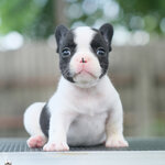 เพศเมีย สีขาวดำลายวัว มาร์คกิ้งหน้ากาก ตาโตๆ หน้าสั้น นิสัยขี้อ้อน สุขภาพสมบูรณ์แข็งแรง สถานะพร้อมย้ายบ้าน