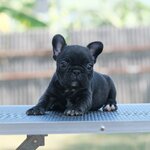 ตัวเมีย สีดำลายเสือ หัวโต หน้าใหญ่ ริงเกิลสวย โครงสร้างดีเยี่ยม นิสัยขี้อ้อน แข็งแรง สุขภาพจิตดี ห้ามพลาดค่า, ได้รับการฉีดวัคซีนรวมป้องกัน5โรค ,สุนัขร่างกายสมบูรณ์แข็งแรง สุขภาพจิตดีทุกตัว 092-9918888