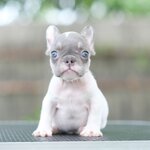 ตัวผู้ สีไลแลค แทนพาย สีพิเศษ ลำตัวเป็นสีเทาสว่างเฉดไปทางสีเงิน นัยต์ตาสีฟ้า สีนี้สวยเด่นเห็นแต่ไกล เป็นสง่าราศีคนจูง 0929918888