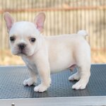 เพศผู้ สีครีม หน้าตาน่ารัก เป็นลูกไทยแชมป์ ทรงสวย โตมาสวยแน่นอน , ได้รับการฉีดวัคซีนรวมป้องกัน5โรค ,สุนัขร่างกายสมบูรณ์แข็งแรง สุขภาพจิตดีทุกตัว 092-9918888