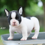 เพศเมีย สีขาวดำลายวัว หน้าใหญ่ ตัวแน่น ขาใหญ่ สายเลือดอเมริกันแชมป์ ทรงสวยๆ ,โตมาสวยแน่นอน , ได้รับการฉีดวัคซีนรวมป้องกัน5โรค ,สุนัขร่างกายสมบูรณ์แข็งแรง สุขภาพจิตดีทุกตัว 092-9918888