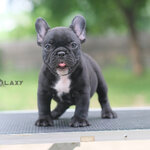 เพศผู้ สีดำลายเสือ หุ่นหนา โครงสร้างดี กระโหลกใหญ่ หน้าสั้น ลำตัวสั้น สายเลือดดีมากๆ ใครกำลังมองหาลูกชายสีเข้ม หน้าตาหล่อๆสายเลือดดี ยิ้มเก่ง อารมณ์ พลาดไม่ได้ค่ะ