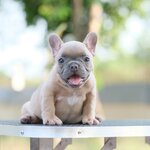 เด็กหญิง สีบลูฟร้อนต์ หุ่นเตี้ยๆตันๆ ตัวสั้นๆ เหมือนลูกหมู นิสัยขี้เล่นมากๆ สถานะพร้อมย้ายบ้าน, ได้รับการฉีดวัคซีนรวมป้องกัน5โรค ,สุนัขร่างกายสมบูรณ์แข็งแรง สุขภาพจิตดีทุกตัว 092-9918888