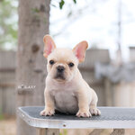 สาวน้อยน่ารักสีครีม หน้าสวย หัวโต ตัวสั้นๆ ดีกรีลูกแชมป์เปี้ยน , ได้รับการฉีดวัคซีนรวมป้องกัน5โรค , ถ่ายพยาธิตามกำหนด ก่อนการส่งมอบ , มีบริการส่งน้องต่างจังหวัด , สุนัขร่างกายสมบูรณ์แข็งแรง สุขภาพจิตดีทุกตัว