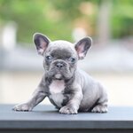 ตัวเมีย สีบลู อกขาว สีหายาก นัยย์ตาสีฟ้าอ่อน ตัวเล็กสั้น หุ่นสวยโครงสร้างดี, ได้รับการฉีดวัคซีนรวมป้องกัน5โรค ,สุนัขร่างกายสมบูรณ์แข็งแรง สุขภาพจิตดีทุกตัว 092-9918888