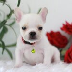 เพศผู้ สีขาวครีม ดีกรีลูกไทยแชมป์ สายเลือดดี สถานะพร้อมย้ายบ้าน สุขภาพสมบูรณ์แข็งแรง