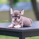 ตัวเมีย สีช็อคโกแกตแทน ตัวเล็กสั้น หน้าหวาน ตำแหน่งสีแทนสวยชัดเจนเฟอร์เฟคทุกจุด ใครกำลังหาตัวเมียสวยๆ มีคุณค่า พลาดไม่ได้ค่ะ สเปคนี้โตไปเป็นสง่าราศีคนจูงแน่นอน, ได้รับการฉีดวัคซีนรวมป้องกัน5โรค ,สุนัขร่างกายสมบูรณ์แข็งแรง สุขภาพจิตดีทุกตัว 092-9918888