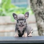 ตัวเมีย สีบลูแทน พิเศษ เป็นสีเทาและมีถุงเท้าสีแทนสวย นิสัยขี้อ้อน โครงสร้างดี สถานะพร้อมย้ายบ้าน, ได้รับการฉีดวัคซีนรวมป้องกัน5โรค ,สุนัขร่างกายสมบูรณ์แข็งแรง สุขภาพจิตดีทุกตัว 092-9918888