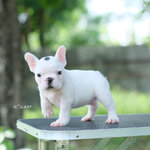 หนุ่มน้อยสีขาวแต้มดำ หน้าตาน่ารัก มีจุดสีดำที่บนหัว เป็นเอกลักษณ์เด่นไม่ซ้ำใคร , ได้รับการฉีดวัคซีนรวมป้องกัน5โรค , ถ่ายพยาธิตามกำหนด ก่อนการส่งมอบ , มีบริการส่งน้องต่างจังหวัด , สุนัขร่างกายสมบูรณ์แข็งแรง สุขภาพจิตดีทุกตัว 092-991-8888