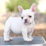 เพศเมีย สีขาวครีม ลูกไทยแชมป์ พิกเม้นปากสวย ขาหน้าขาหลังตรง โพสสวย แอคชั่นดี นิสัยขี้อ้อน สนใจติดต่อได้ค่ะ