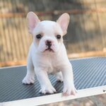 เพศเมีย สีขาวครีม หน้าตาน่ารัก เป็นลูกไทยแชมป์ ทรงสวย โตมาสวยแน่นอน , ได้รับการฉีดวัคซีนรวมป้องกัน5โรค ,สุนัขร่างกายสมบูรณ์แข็งแรง สุขภาพจิตดีทุกตัว 092-9918888