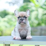 ตัวผู้สีบลูฟร้อนต์พาย หน้าสวย โครงสร้างดี จิตประสาทดี สมาธิดี ฝึกง่าย พร้อมเป็นสมาชิกใหม่ในบ้านคุณ, ได้รับการฉีดวัคซีนรวมป้องกัน5โรค ,สุนัขร่างกายสมบูรณ์แข็งแรง สุขภาพจิตดีทุกตัว 092-9918888