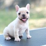 เพศเมีย สีครีม น่ารัก ยิ้มเก่ง ตาโต สถานะพร้อมย้ายบ้าน , ได้รับการฉีดวัคซีนรวมป้องกัน5โรค ,สุนัขร่างกายสมบูรณ์แข็งแรง สุขภาพจิตดีทุกตัว 092-9918888