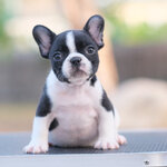 เพศเมีย สีขาวดำ ลายวัว หน้าตาน่ารัก แบ๊วๆ สายเลือดดีทั้งสาย นิสัยขี้อ้อน สุขภาพสมบูรณ์แข็งแรง สถานะพร้อมย้ายบ้านสนใจโทร 0929918888