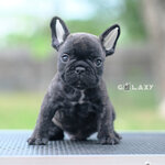 เพศผู้ สีดำลายเสือ หน้าสั้นๆ แววตาขี้อ้อน หน้าสั้น ปากสวย หน้าสไตล์แบ๋วๆ สุขภาพสมบูณณ์แข็งแรง สถานะพร้อมย้ายบ้าน