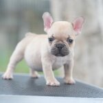 เด็กหญิง สีฟร้อนต์ หน้าสวย ริงเกิลใหญ่ มีคิ้ว ลำตัวเล็กสั้น สถานะพร้อมย้ายบ้าน, ได้รับการฉีดวัคซีนรวมป้องกัน5โรค ,สุนัขร่างกายสมบูรณ์แข็งแรง สุขภาพจิตดีทุกตัว 092-9918888